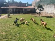 85929f13-fc5e-4f4e-9c69-cbf19d15966d