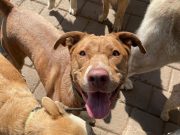 caf69121-a82d-4ddf-9ff0-a0dd8d03c168